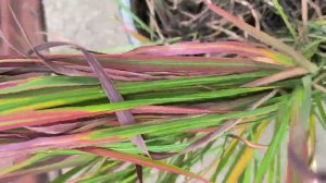 Императа.. злак, который заполнит все!!!