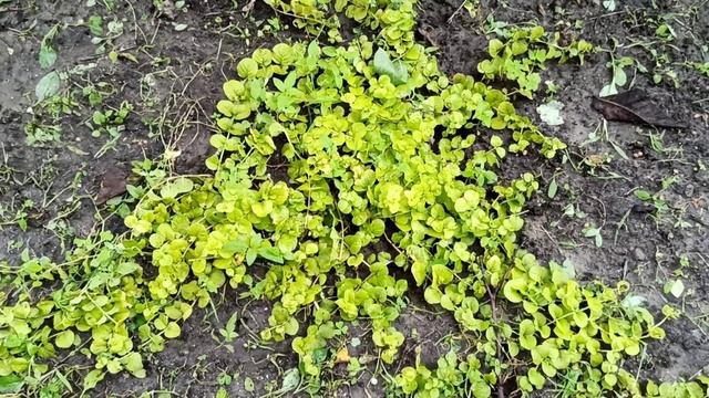 Растения во дворе 2 часть?? смотреть онлайн