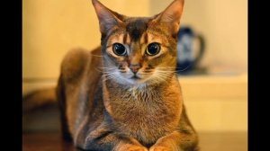 Как выбрать породу кошки