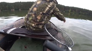 Судак на живца