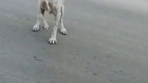 Собака притворяется что у нее болит лапка