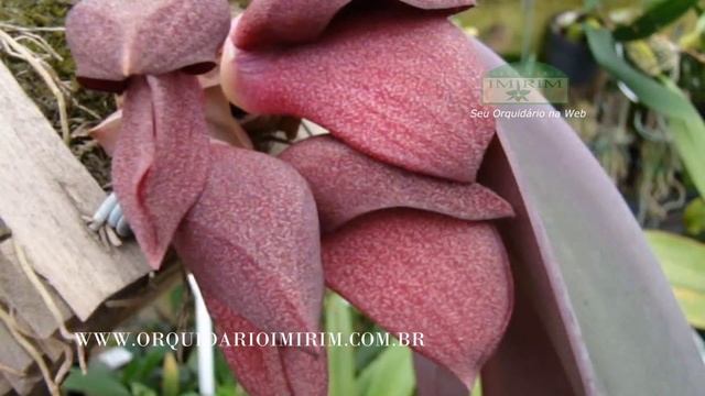 Bulbophyllum orthosepalum смотреть онлайн