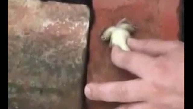 гипноз лягушка смотреть онлайн