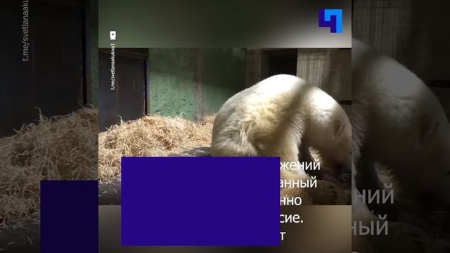 Как дела у Диксона: в Московском зоопарке рассказали о состоянии спасенного белого медведя