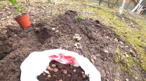 ТРИЦИРТИС. УСЛОВИЯ ДЛЯ РОСТА И ПОСАДКА В ГРУНТ