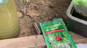 Опять про томаты и триходерму)))