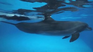 DOLPHIN PLANET HOTEL & SPA