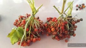 Старые Рецепты для Кур!/Природные Витамины для Кур/Куры Несутся Круглый Год/Витамины Зима,Осень