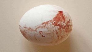 Куры несут яйца с кровью