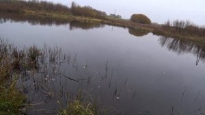 Ловля белой рыбы осенью в проводку на реке Салаца. Рыбалка с берега на поплавочную снасть.