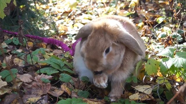 Няшный кролик на прогулке. Для успокоения смотреть всем. смотреть онлайн