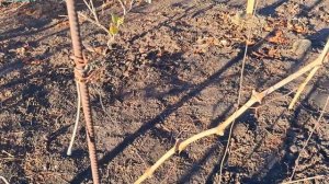 Правильна обрізка винограду на одноплощинній шпалери.