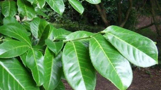 Prunus laurocerasus смотреть онлайн