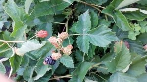 Долгожданная ягода Кеддо (Caddo). Состояние на 30.07.2021года.