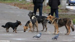 БРОДЯЧИЕ СОБАКИ / АВАРИИ РЕМОНТ ДОРОГ / ИТОГИ НЕДЕЛИ