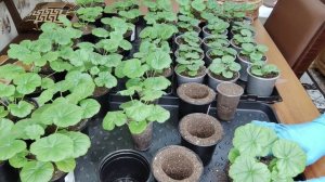 Пеларгония из семян. Прищипка в точке роста. Формирую пышный куст. Перевалка пеларгонии. Обзор.