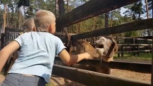 Кормим лошадей с руки зоопарк в дракино