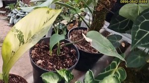 Lanjut lagi di REJOMULYO BANDUNGAN,,,ada Anthurium, Monstera, aglonema dll(eps.2)