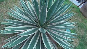 Agave Angustifolia - A thorny, spiky dangerous plant