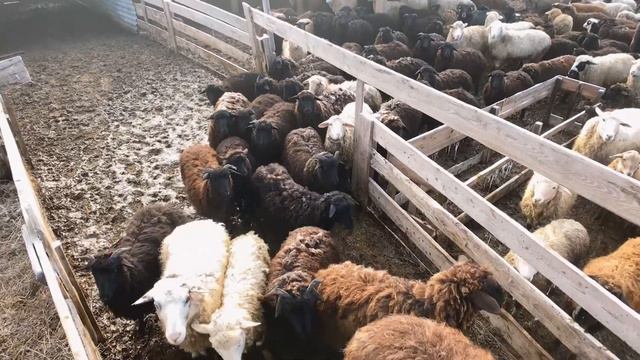 Начало переезда на новую ферму "1 серия" смотреть онлайн