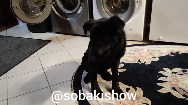 Собака понимает человеческую речь