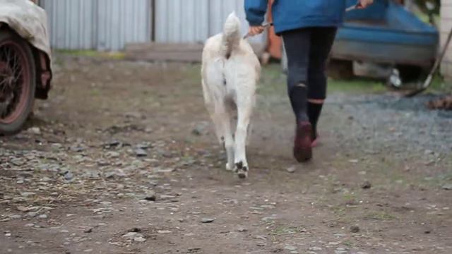 Утуш движения вперед назад смотреть онлайн