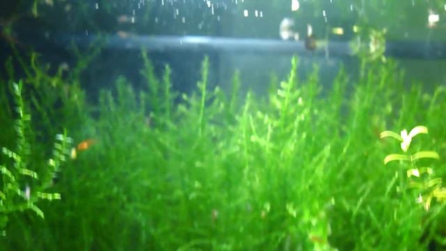 Креветки кристалл на водопроводе. смотреть онлайн