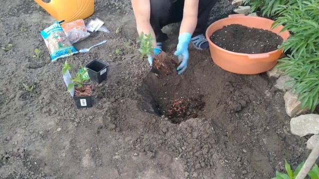 ПОСАДКА МЕТЕЛЬЧАТОЙ ГОРТЕНЗИИ НА ПМЖ. ГОТОВИМ ПРАВИЛЬНЫЙ ГРУНТ ДЛЯ ГОРТЕНЗИИ .