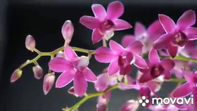 Самые красивые цветы