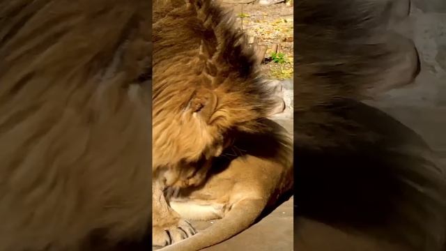 ЛЬВы мОсковский ЗООПарк Lions Moscow Zoo