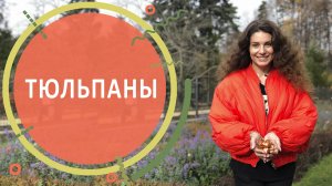 Тюльпаны | Когда и Как сажать тюльпаны?