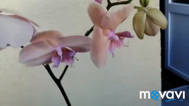 #КогдаХомях будет сыт?!#Две новеньких, красивенькихОрхидеи#НОВЫЙСОРТ!!!!10.07.21 смотреть онлайн