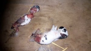 18+?КАННИБАЛИЗМ КРОЛЬЧИХИ на 10-е сутки самка Немецкий пёстрый великан, Чёный Строкач.