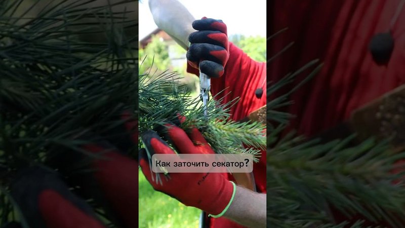 Как заточить секатор? #бонсай #bonsai #ниваки #сад #андрейдарусенков