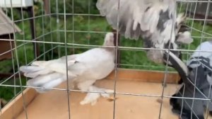 Натоящие бакинские широкохвостые голуби. Продаются. 89034451665