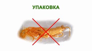 ☕►Корень женьшеня | 4 совета как выбрать качественный корень женьшеня