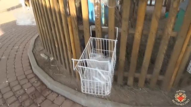 Контактный зоопарк (домашний скот) смотреть онлайн