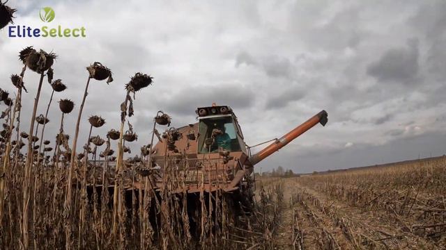 Уборка 2021 ЕС Саксон 44ц/Га ??? Рекордсмен на Черкащині смотреть онлайн