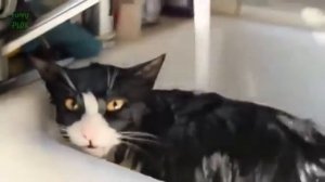 Приколы с кошками  Водные процедуры