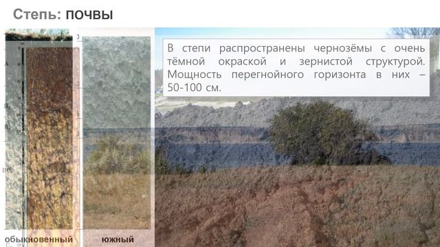 6/5 Лесостепи, степи и полупустыни