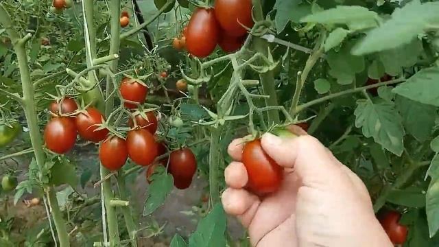 Супер урожайный томат для консервирования Черный мавр .