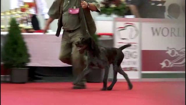 Dog rescue videos World Dog Show New Group VII Judging смотреть онлайн