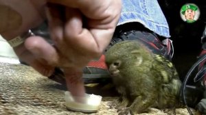 Очень прикольная обезьянка - "Карликовая игрунка"