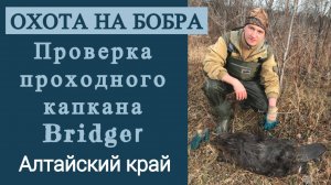 Охота на бобра / Проверка проходного капкана Bridger