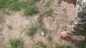 Собираем грибы шампиньоны