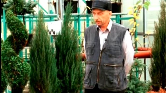 Как выбрать хвойное дерево для своего участка
