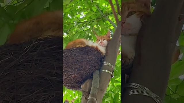 кошка заняла гнездо птиц Ялта