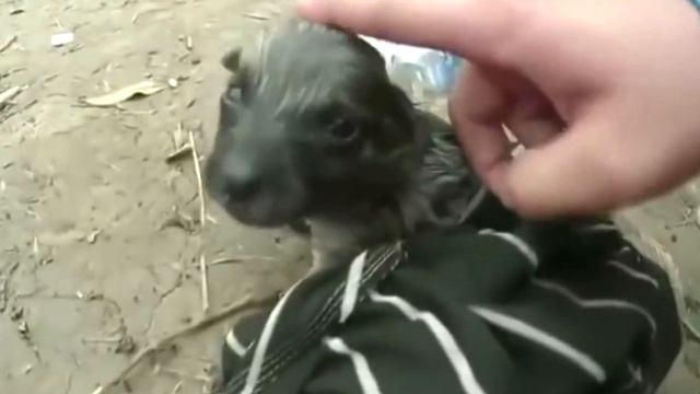 Парень спас тонущего щенка и сделал ему искусственное дыхание с помощью бутылки и смекалки смотреть онлайн