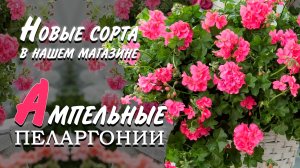 Пеларгонии ампельные. Новые сорта в нашем магазине