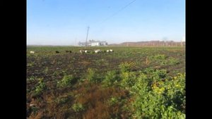 Как пасти коз: прогулка или "колыма"??? How graze goats?
